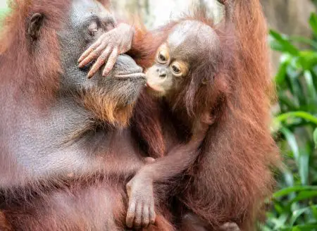 orangutan aceite de palma