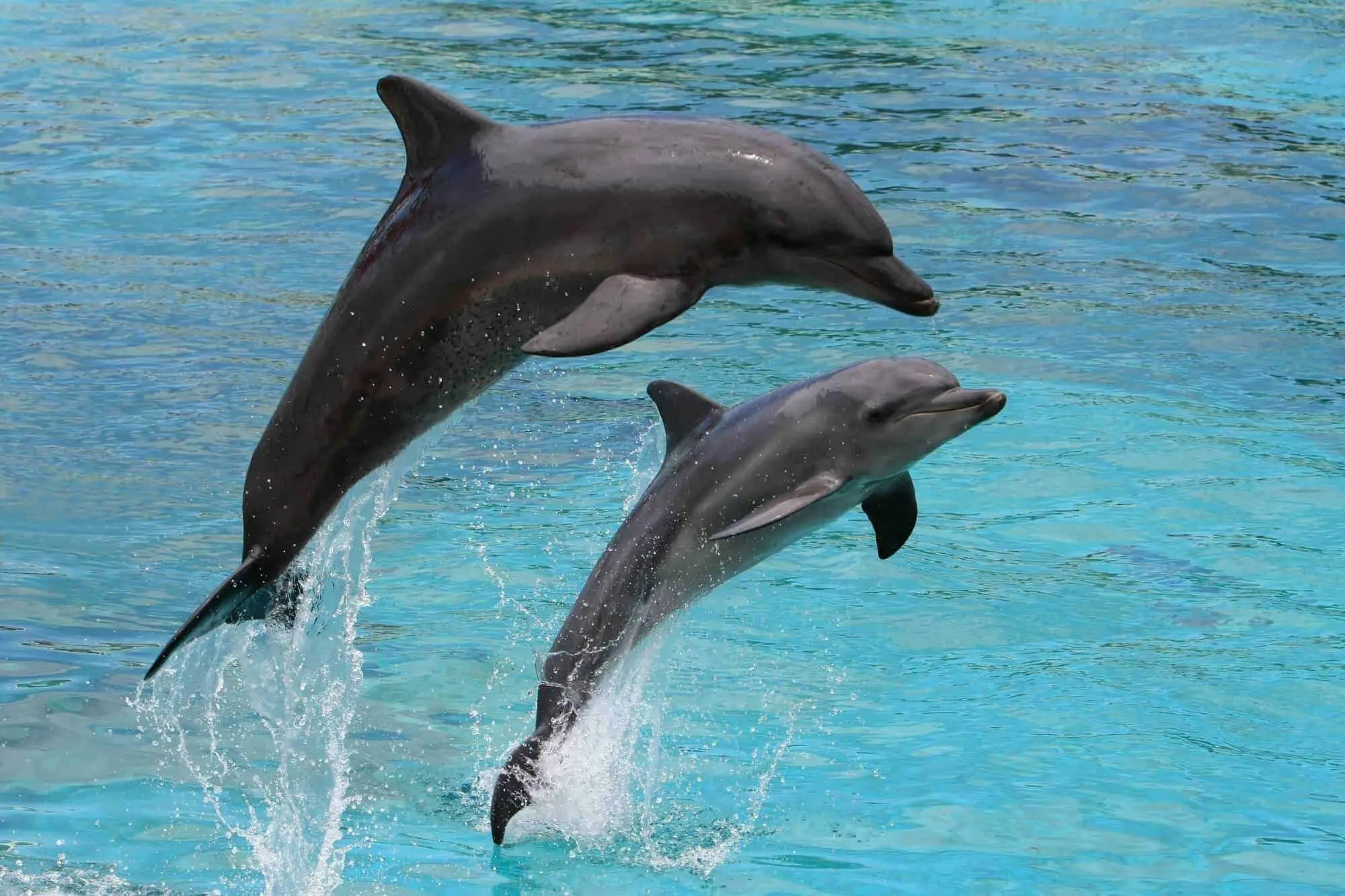 Lee más sobre el artículo Por qué El Consumo de Pescado Acaba Con Delfines Y Ballenas