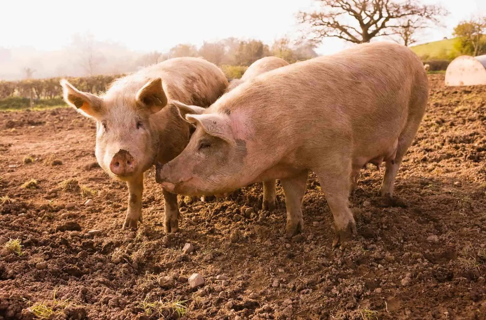 Lee más sobre el artículo 10 Datos Grandiosos Acerca De Los Cerdos