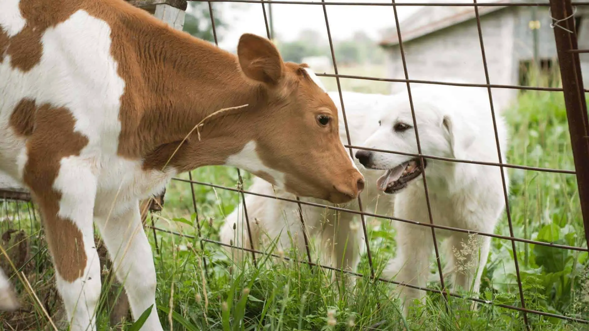Lee más sobre el artículo La Diferencia Entre Los Perros & Las Vacas