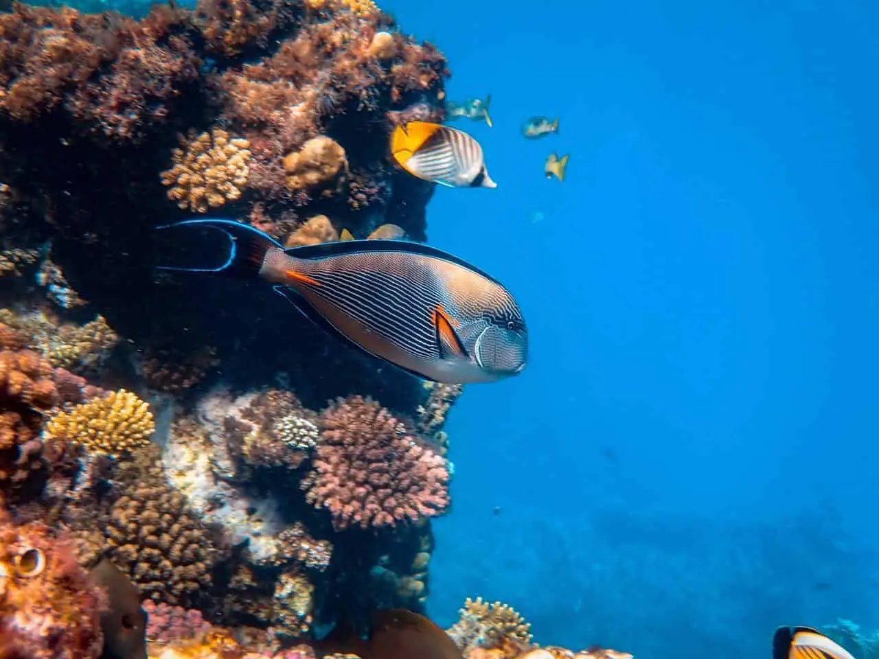 Lee más sobre el artículo 20 Animales Del Mar Que Son Realmente Asombrosos