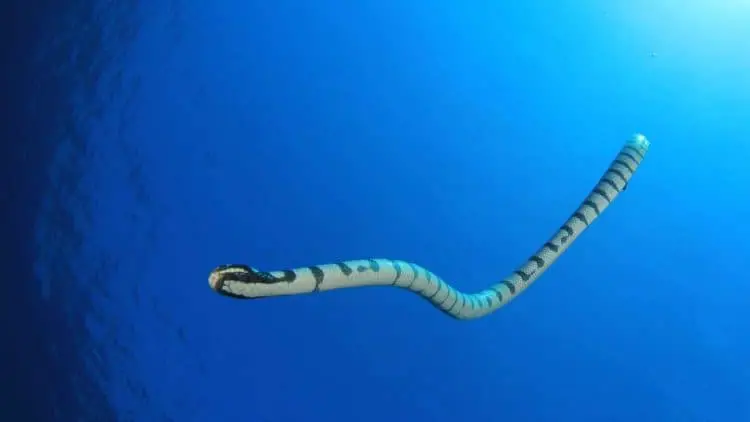 serpiente marina