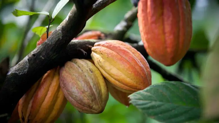 beneficios del cacao