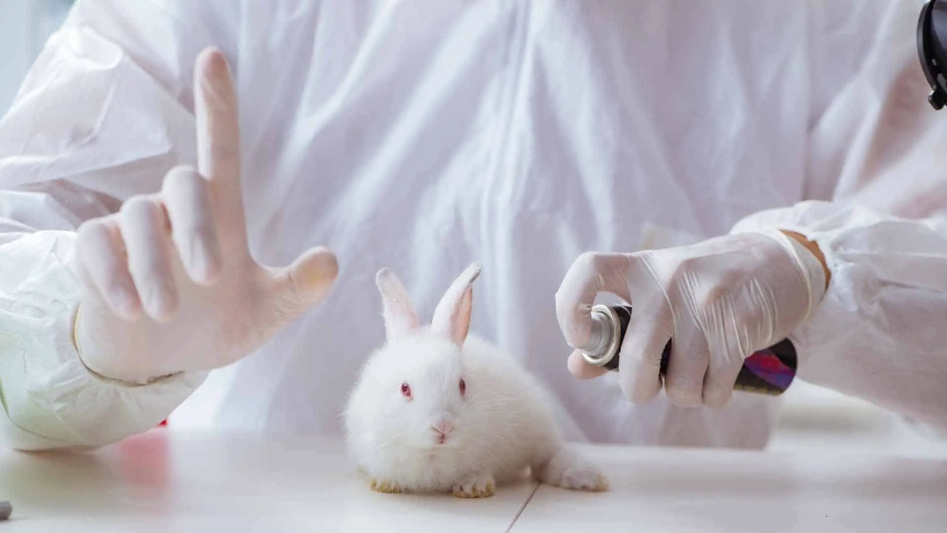Lee más sobre el artículo 10 Formas De Ayudar A Acabar Con Los Experimentos En Animales