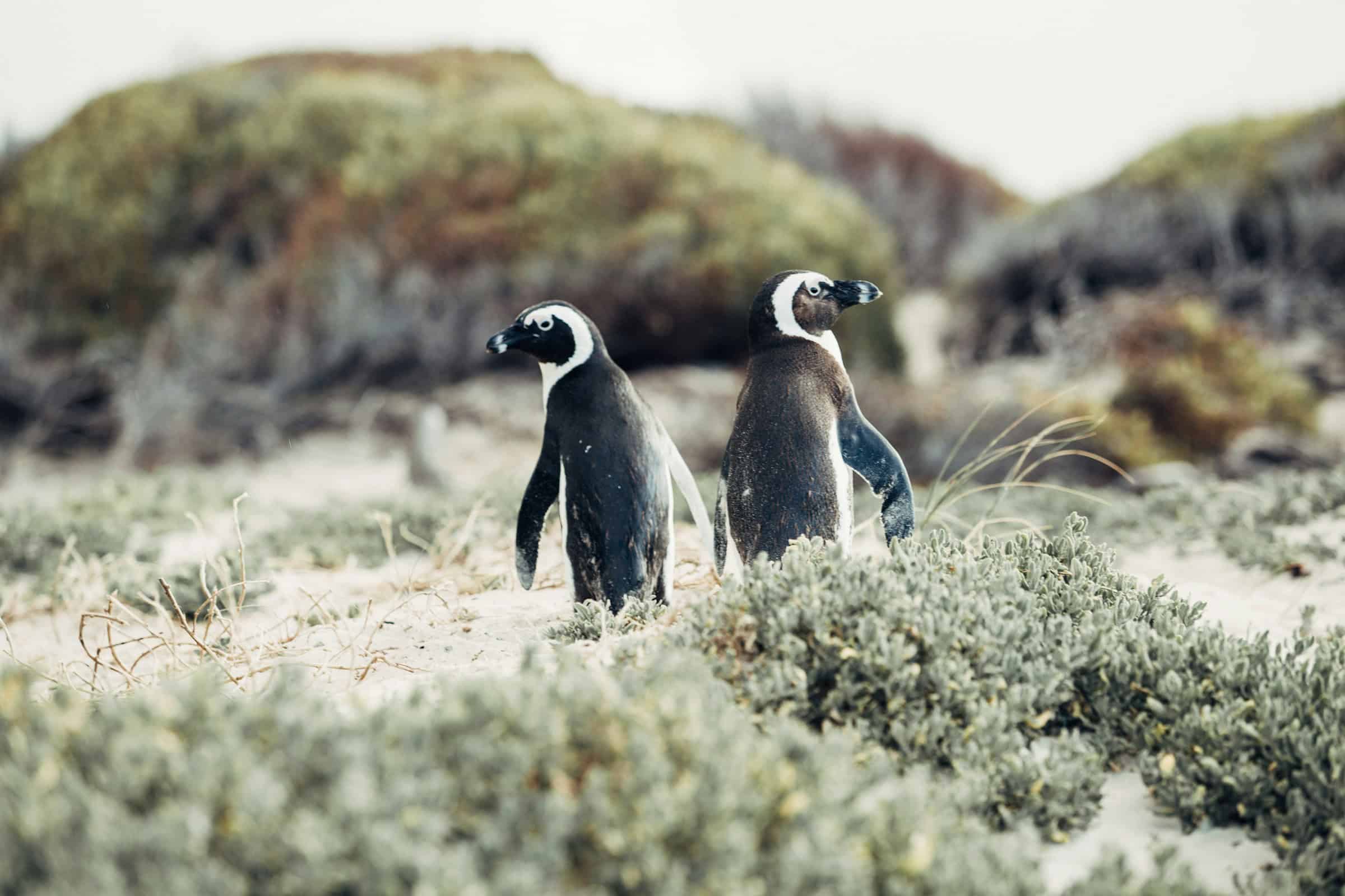 Lee más sobre el artículo 20 Unforgettable Things to Do in Cape Town