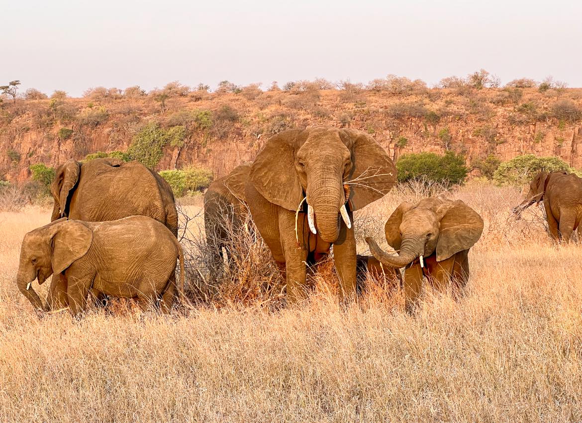 Lee más sobre el artículo In the Heart of the African Bush: A Visual Diary