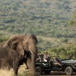 South Africa Safari Holiday Package